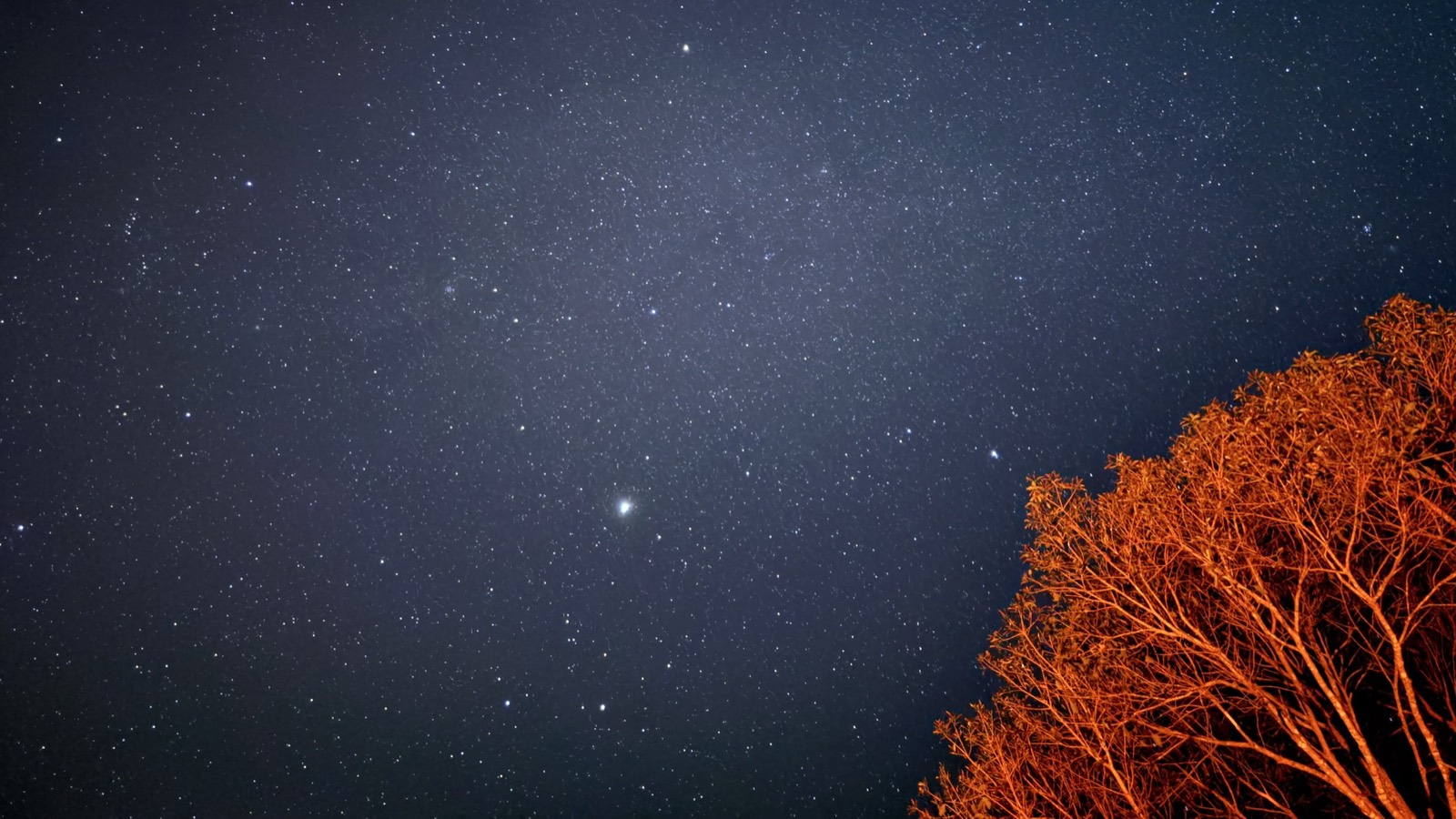 Night sky over a lone tree — photographed by Navaneeth Sivakumar